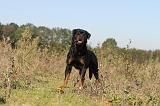 ROTTWEILER 151